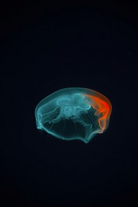 Hypnotherapy at work